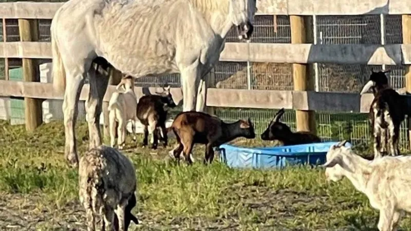 Man acquitted after hundreds of animals seized from Pennsylvania home files lawsuit