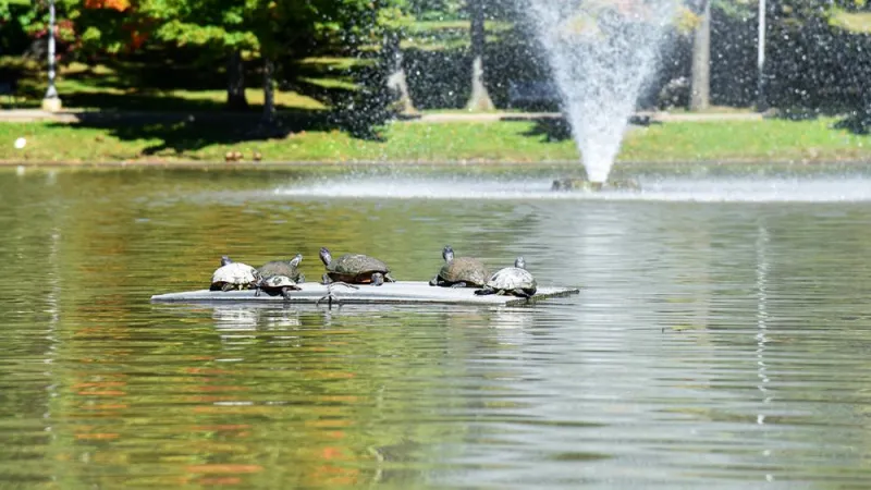 Penn State Altoona's turtles get a new basking platform thanks to student's work