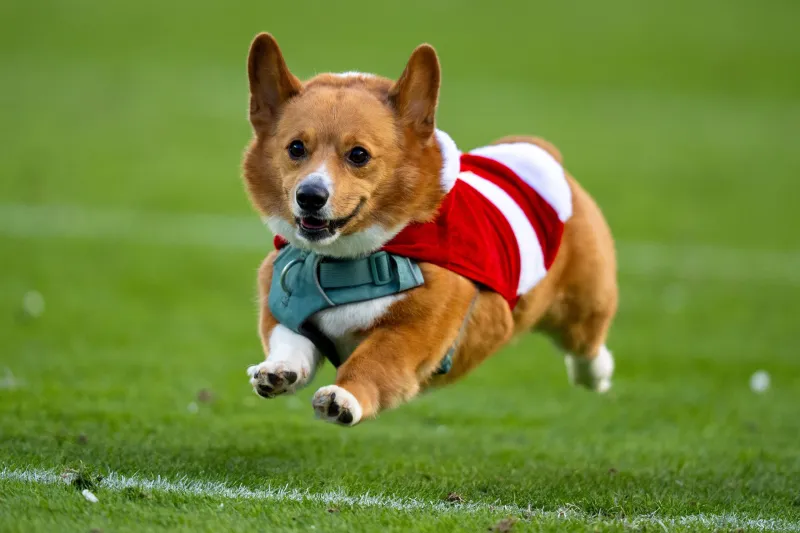How your corgi can race like Saquon on the Linc field this December