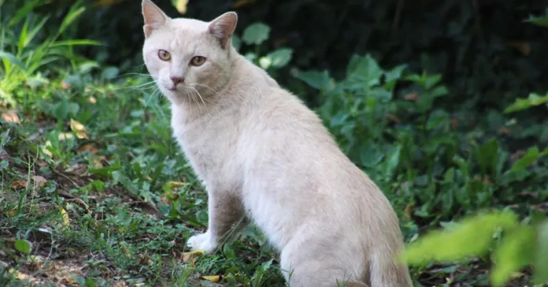 How can Carlisle address feral cat population? Borough plans community meeting.