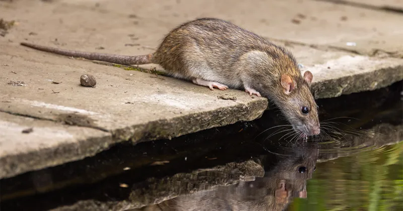 PETA's Answer for Philly's Massive Rat Problem? Birth Control
