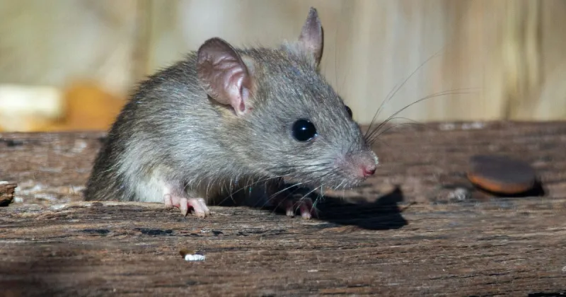 PETA to Mayor Parker: Put Philly's rats on birth control
