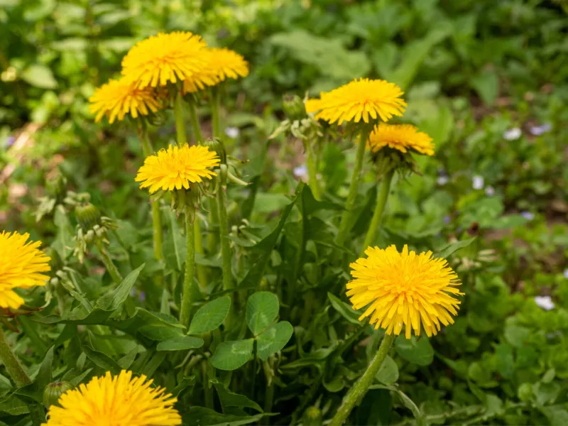 Bringing Plants Indoors for Winter: Tips from Gardening Expert Erica Jo