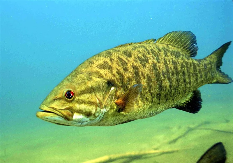 Letter to the editor: Fish are friends, not food (or sport)