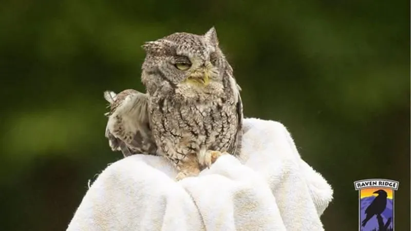 'Smaller the bird, the bigger the attitude': Screech owl saved from cold PA swimming pool