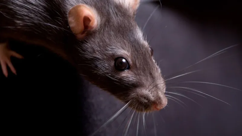 Harrisburg ranked among rattiest cities in U.S.