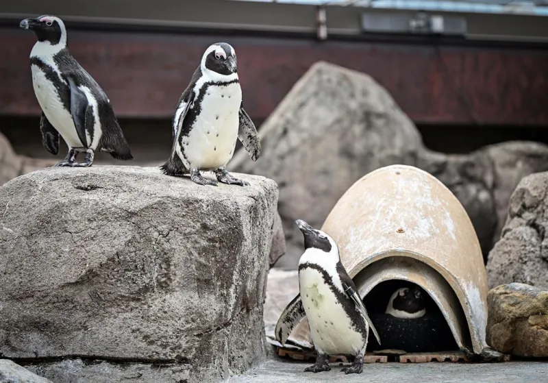 On the brink of extinction, the African penguin is getting more help from Pittsburgh