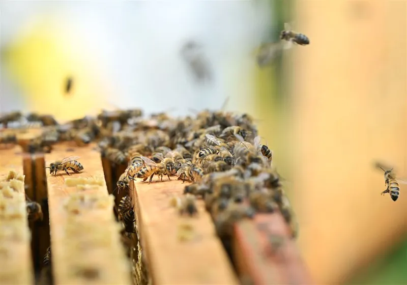 Letter to the editor: Pollution hurts pollinators