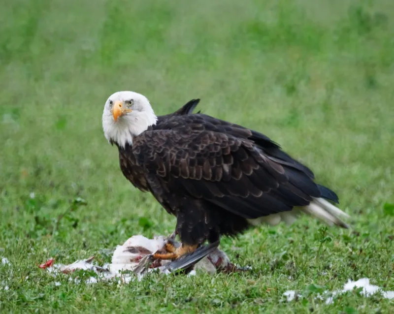 Fall bird migration in Pennsylvania: Where to watch birds and how to protect them