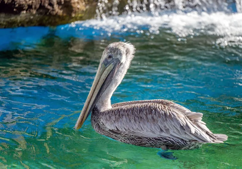 How a longtime river captain and Pittsburgh Zoo staff caught 2 escaped brown pelicans in 6 hours