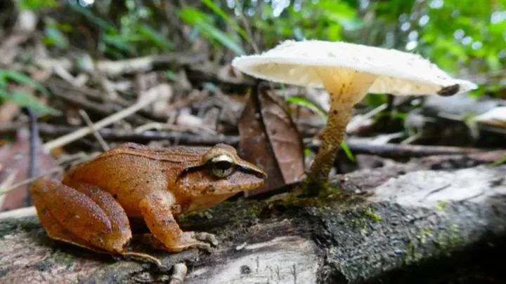 Ecological cold case: Solving decades-old mystery of disappearing frogs