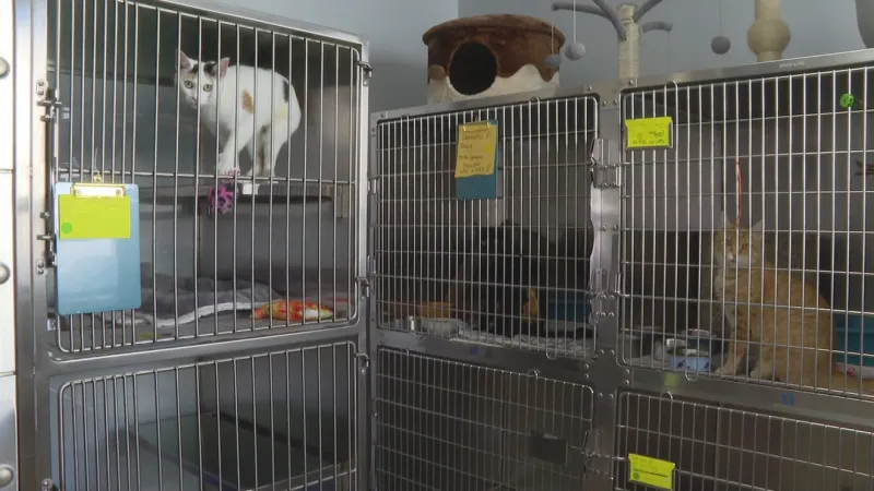 East Greenwich animal shelter seeks help during buy holiday season