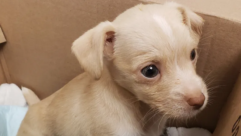 Puppy sick with parvovirus saved from street in East Boston