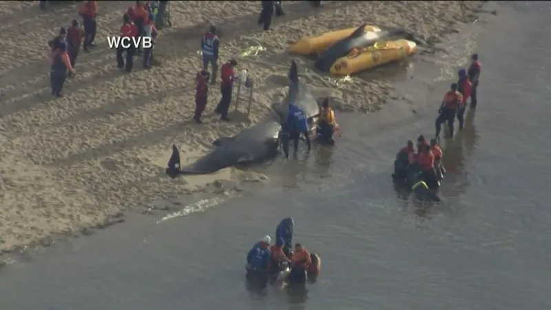 Rescuers help whales stranded on Cape Cod beach