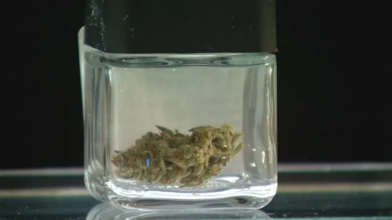 Rhode Island prepares for first recreational cannabis sales this week