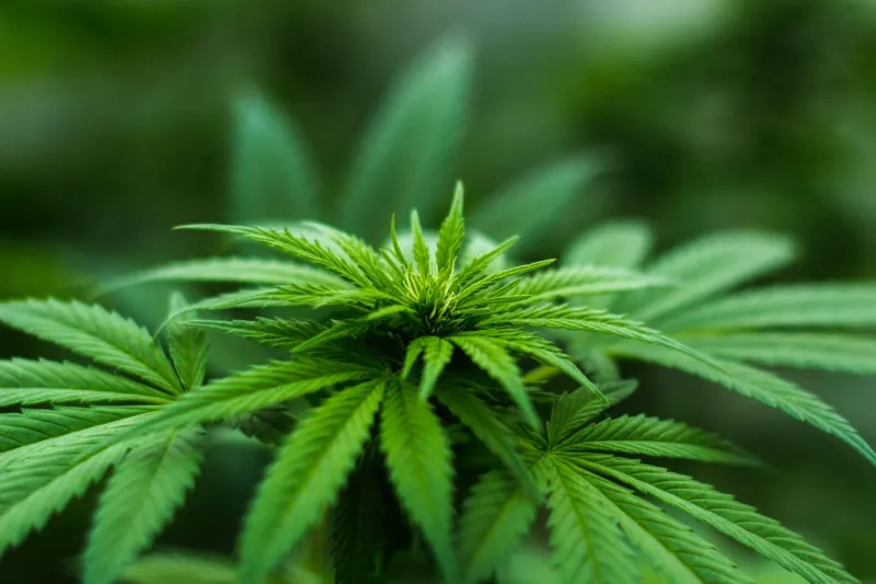 Rhode Island latest state to allow recreational pot sales