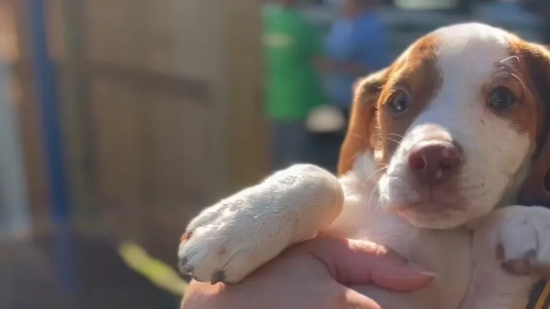 Dorchester Paws to host Pet Community Day with free vaccines and microchips for pets