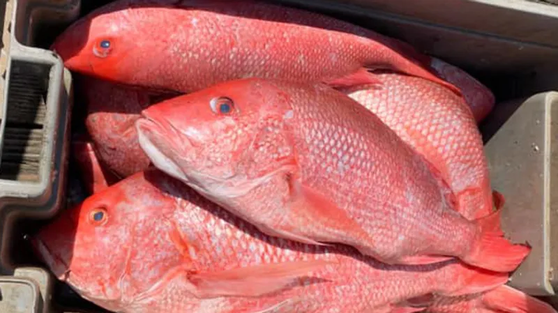 Red snapper permits suspended before recreational season begins