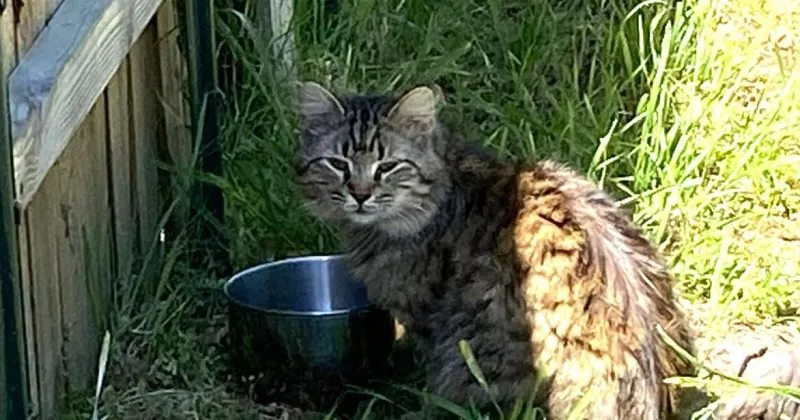 Orangeburg considers new feral cat rules