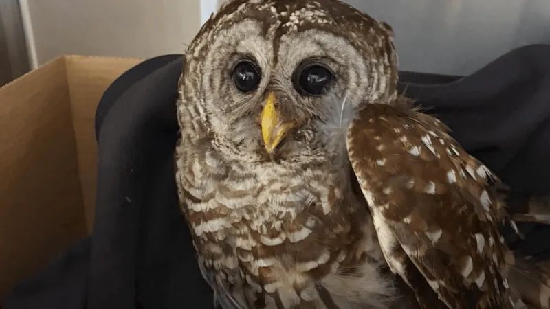 Marion Co. animal control officer saves owl trapped in the grill of a car