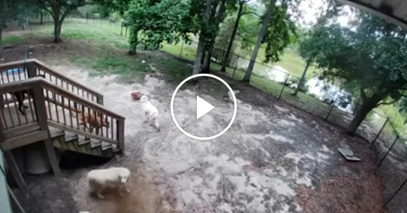 Loud Boom Sends Animals Running at Rescue Shelter in S.C.