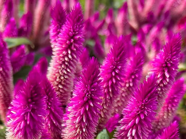 Bringing clarity to celosia, a curiously wide-ranging garden beauty