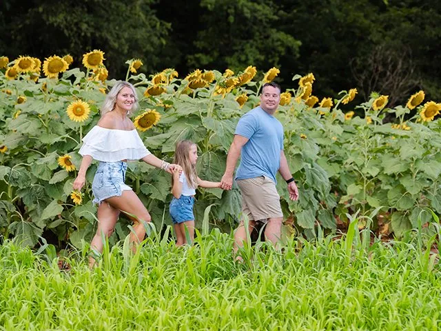 Sunflower power: SC farms thrive on driving visitors to the fields