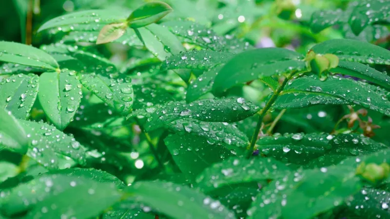 Showers through lunchtime, some afternoon clearing
