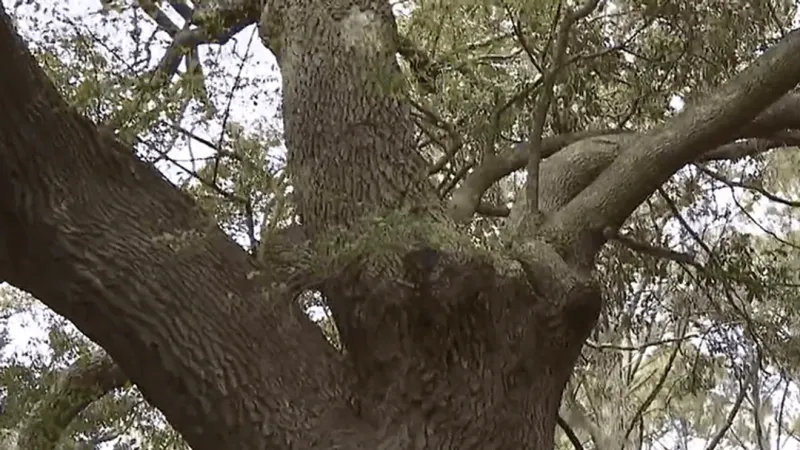 Charleston board to review revised Grand Oaks development, 32 grand trees still threatened