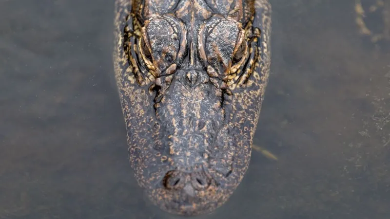 Warm weather boosts alligator activity