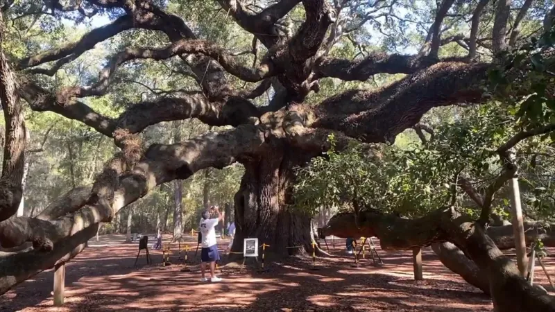 Johns Island Angel Oak Tree listed on National Register of Historic Places