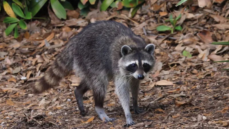 Rabid raccoon confirmed in Orangeburg County after dog exposure, DPH says
