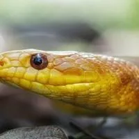 WorldAtlas found the 7 most snake infested South Carolina state parks