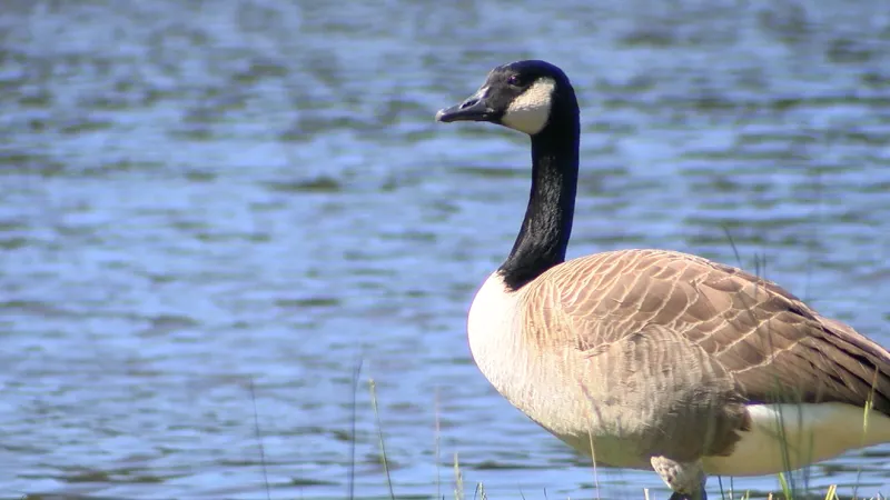 First reading passed on wildlife feeding ordinance in Surfside Beach