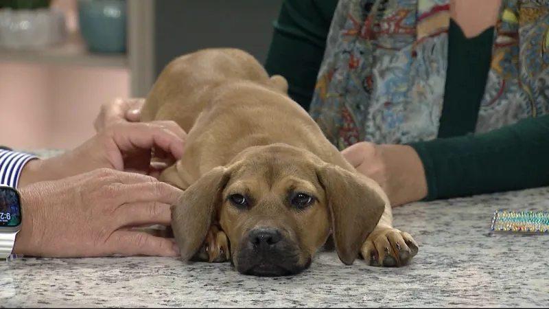Meet Jacey from Kind Keeper Animal Rescue!