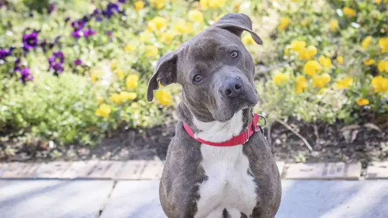 Rescue of the Month: FernGully