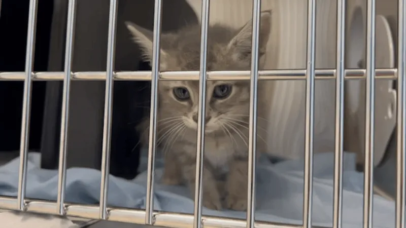 Lucky Dog Animal Rescue opens new cat care facility in Florence