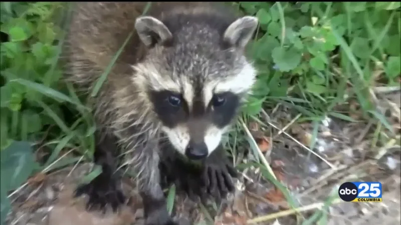 Three people, one pet exposed to rabid raccoon in Orangeburg County
