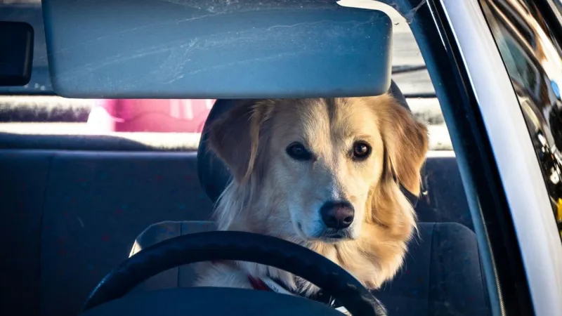 Humane Society of North Myrtle Beach warns: Don't leave pets in unattended cars