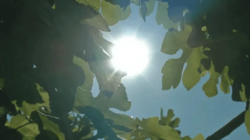 Residents take precautions as Midlands near 100 degrees this weekend