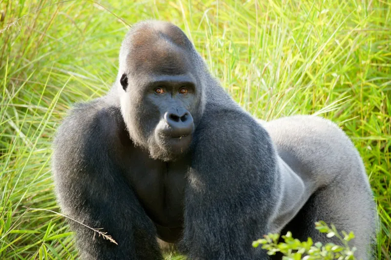 Riverbanks Zoo's Cenzoo the gorilla has died following health issues