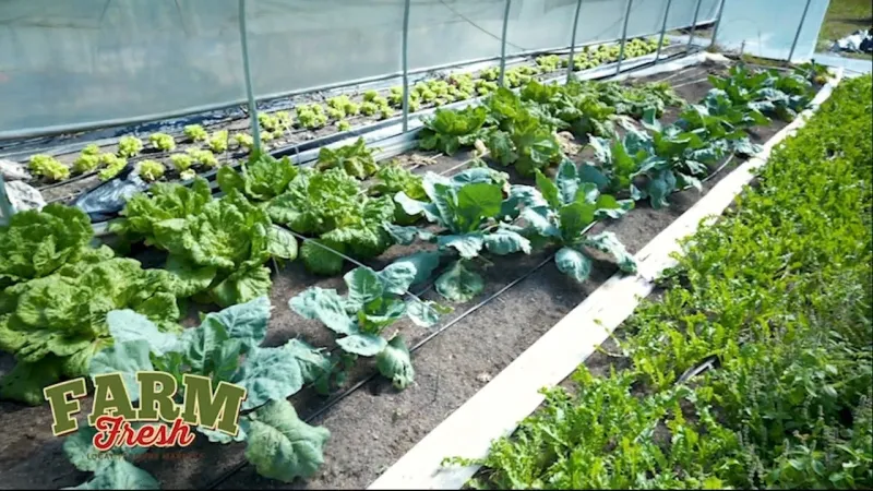 Get to Know Microledon Farm -- A Local Farmers Market Vendor
