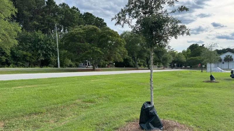 Mount Pleasant seeks public input on where to plant trees for canopy renourishment
