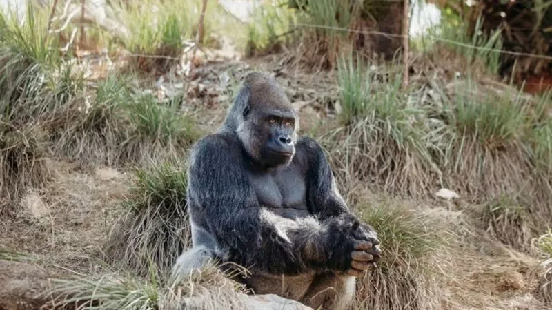 Riverbanks Zoo mourns loss of gorilla Cenzoo