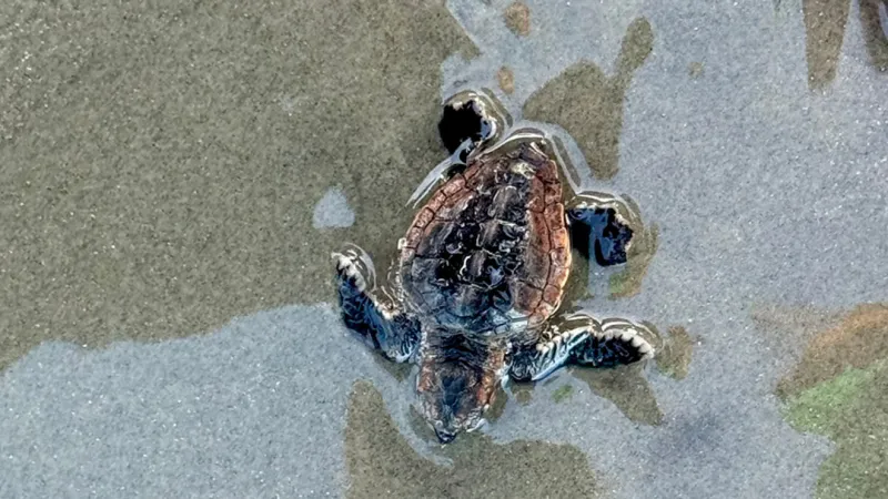 Sea turtle nesting season starts strong as thousands reported across SC