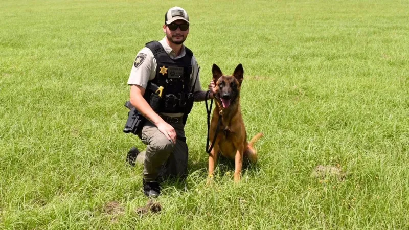Darlington Co. K-9s to get donated bullet, stab-resistant vests