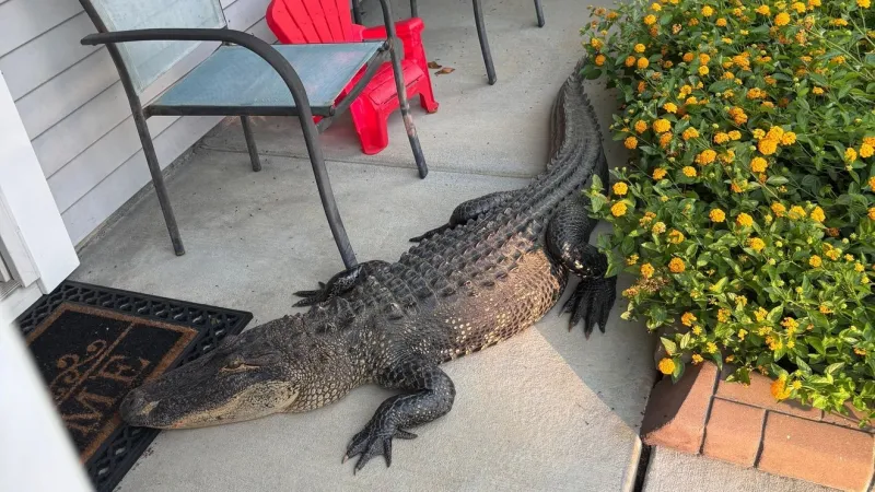 Rogue alligator found, and wrangled, on the porch of a Berkeley County residence