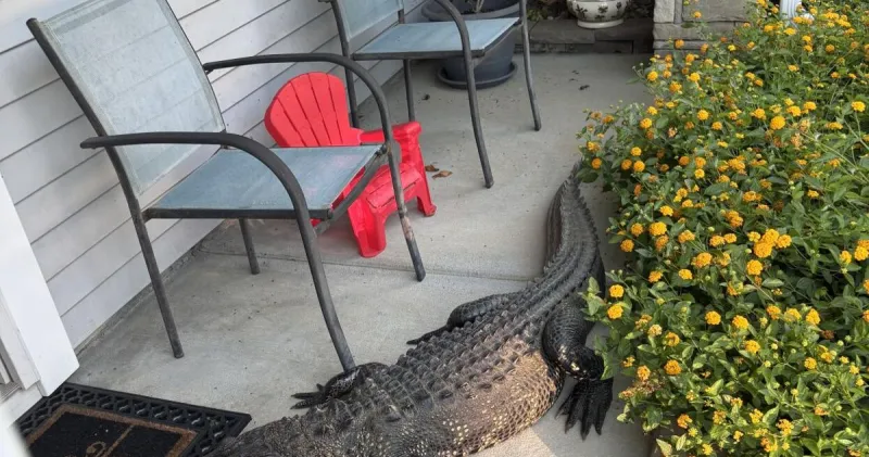 Alligator too big for police to handle makes itself at home on Moncks Corner porch