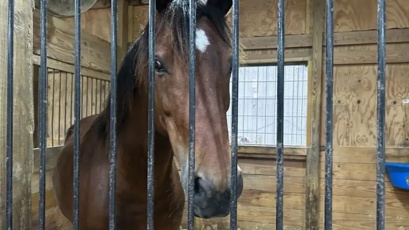 New upgrades to Barnabas Horse Foundation in Murrells Inlet