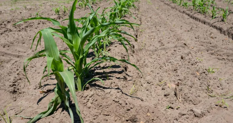 Donald Trump, familiar names color GOP agriculture commission race as some SC farmers struggle